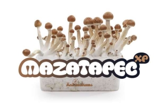 Mazatapec FreshMushrooms Pilzanbausatz 1200c